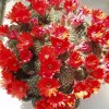 Rebutia_1